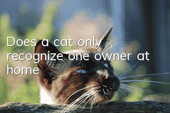Does a cat only recognize one owner at home?