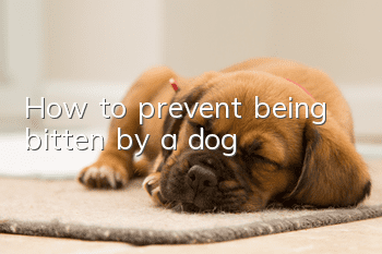 How to prevent being bitten by a dog