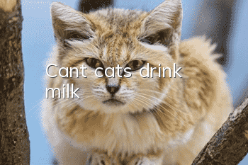 Can’t cats drink milk?