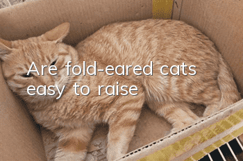 Are fold-eared cats easy to raise?
