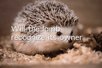 Will the lamb recognize its owner?