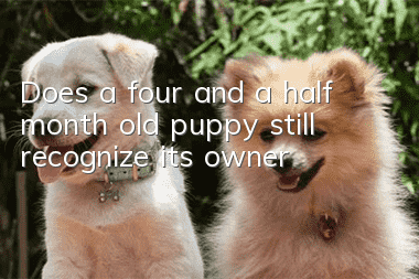 Does a four and a half month old puppy still recognize its owner?