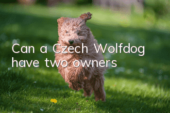 Can a Czech Wolfdog have two owners?
