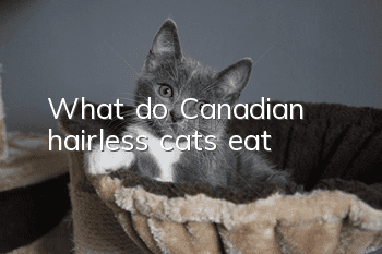 What do Canadian hairless cats eat?