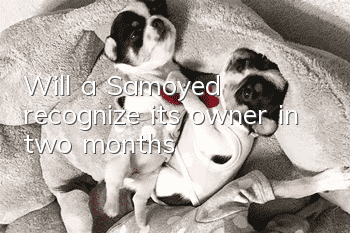 Will a Samoyed recognize its owner in two months?
