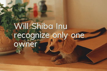 Will Shiba Inu recognize only one owner?