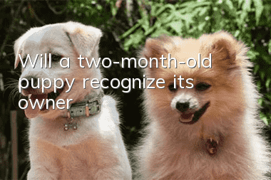 Will a two-month-old puppy recognize its owner?