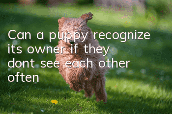 Can a puppy recognize its owner if they don’t see each other often?