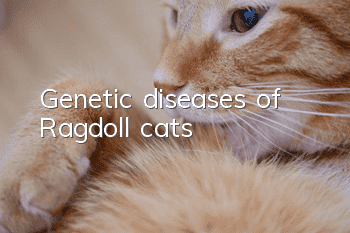 Genetic diseases of Ragdoll cats