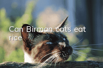 Can Birman cats eat rice?