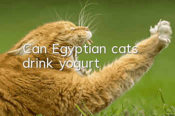 Can Egyptian cats drink yogurt?