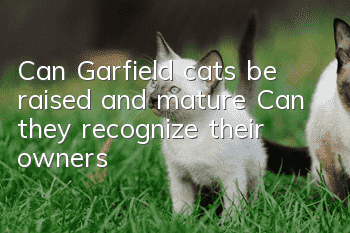 Can Garfield cats be raised and mature? Can they recognize their owners?