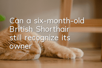 Can a six-month-old British Shorthair still recognize its owner?