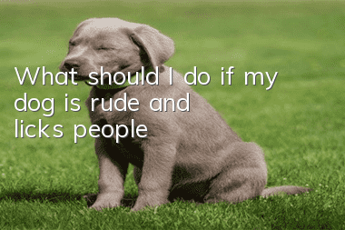 What should I do if my dog is rude and licks people?
