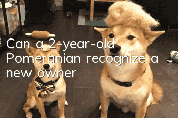 Can a 2-year-old Pomeranian recognize a new owner?