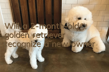Will a 2-month-old golden retriever recognize a new owner?