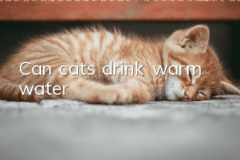 Can cats drink warm water?