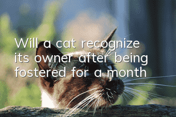 Will a cat recognize its owner after being fostered for a month?
