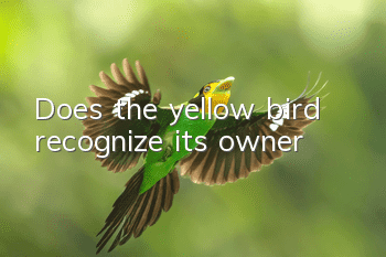Does the yellow bird recognize its owner?