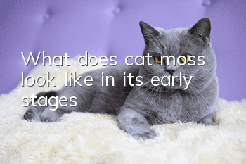 What does cat moss look like in its early stages?