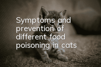 Symptoms and prevention of different food poisoning in cats