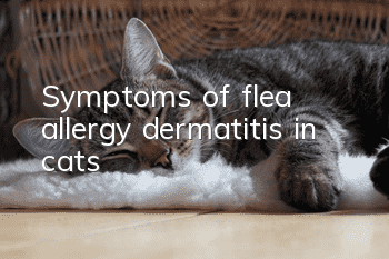 Symptoms of flea allergy dermatitis in cats
