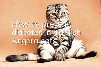 How to prevent diabetes in Turkish Angora cats