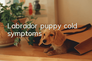 Labrador puppy cold symptoms