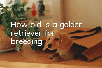 How old is a golden retriever for breeding?