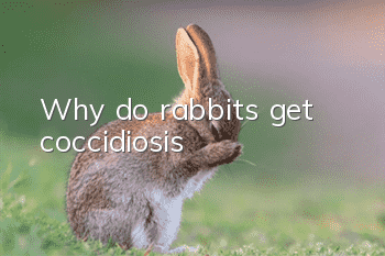 Why do rabbits get coccidiosis?
