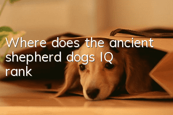Where does the ancient shepherd dog's IQ rank?