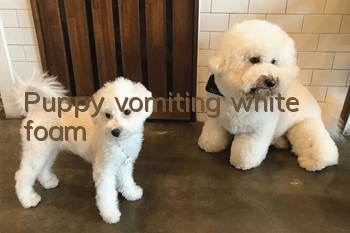 Puppy vomiting white foam