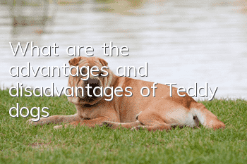 What are the advantages and disadvantages of Teddy dogs?
