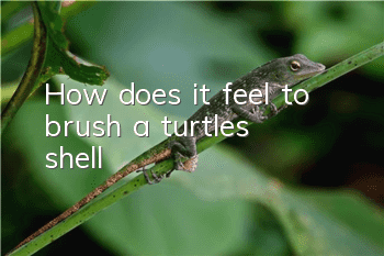 How does it feel to brush a turtle's shell?