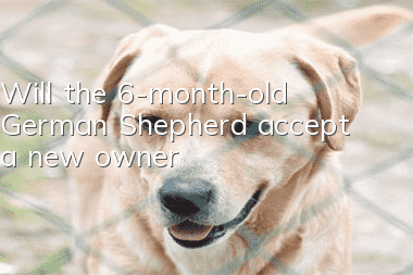 Will the 6-month-old German Shepherd accept a new owner?