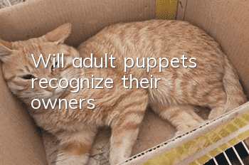 Will adult puppets recognize their owners?