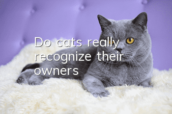Do cats really recognize their owners?