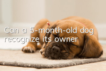 Can a 5-month-old dog recognize its owner?