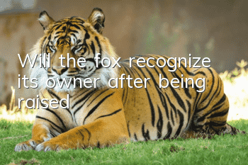 Will the fox recognize its owner after being raised?