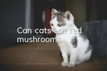 Can cats eat red mushrooms?