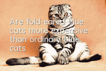 Are fold-eared blue cats more expensive than ordinary blue cats?