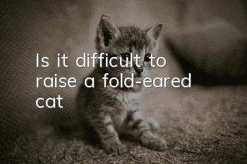 Is it difficult to raise a fold-eared cat?