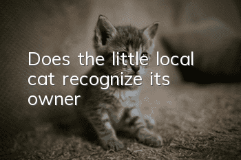 Does the little local cat recognize its owner?