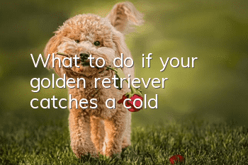 What to do if your golden retriever catches a cold