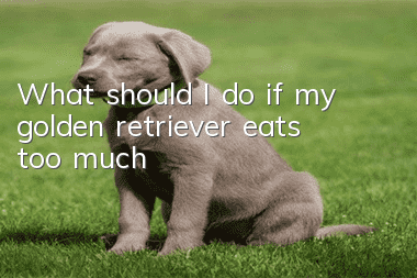 What should I do if my golden retriever eats too much?