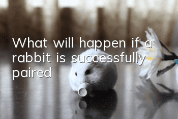What will happen if a rabbit is successfully paired?