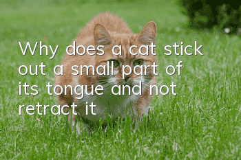 Why does a cat stick out a small part of its tongue and not retract it?