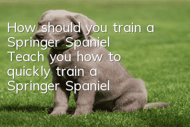 How should you train a Springer Spaniel? Teach you how to quickly train a Springer Spaniel!