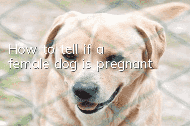 How to tell if a female dog is pregnant