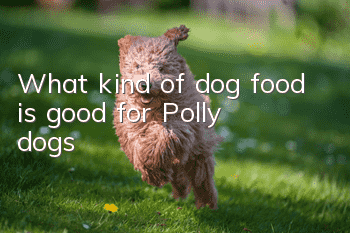 What kind of dog food is good for Polly dogs?